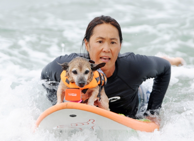 Na snímke jedenásťročný záchranársky pes Kihei so svojou majiteľkou sa zúčastňujú psích pretekov v surfovaní