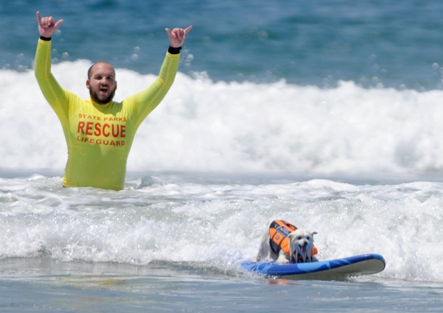Na snímke americký eskimácky pes Ziggy sa zúčastňuje psích pretekov v surfovaní