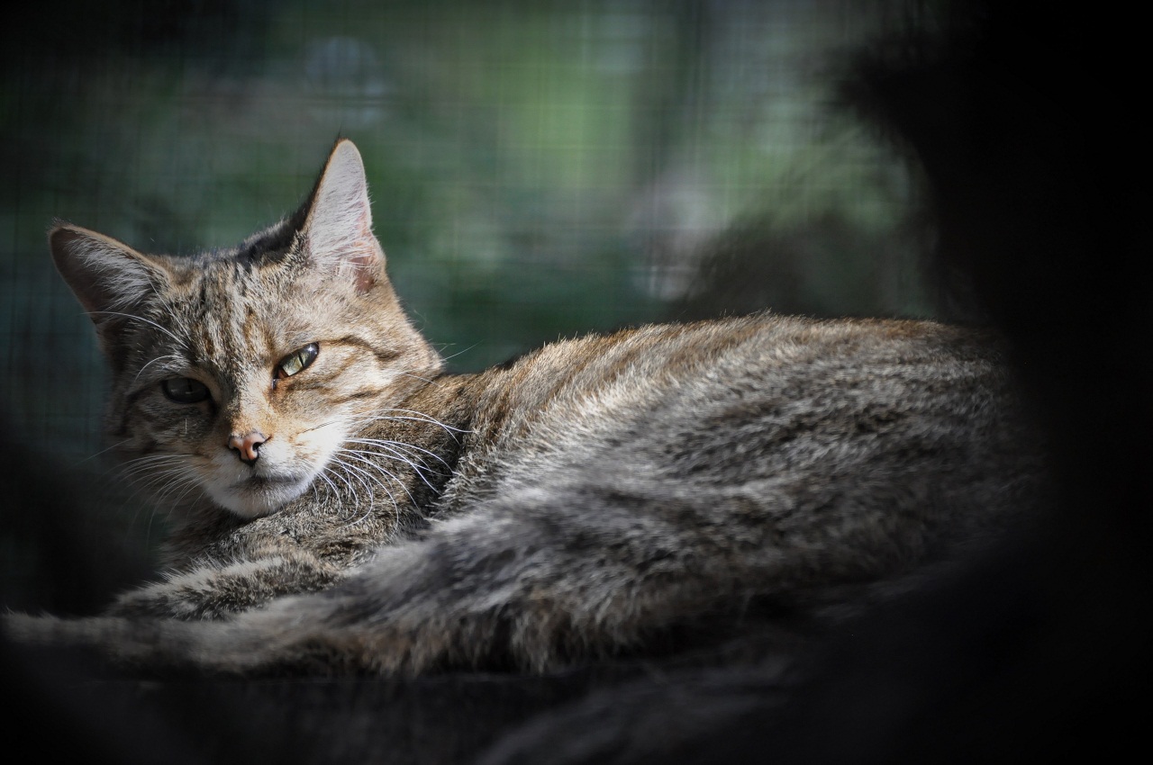Mačka divá (Felis silvestris) 