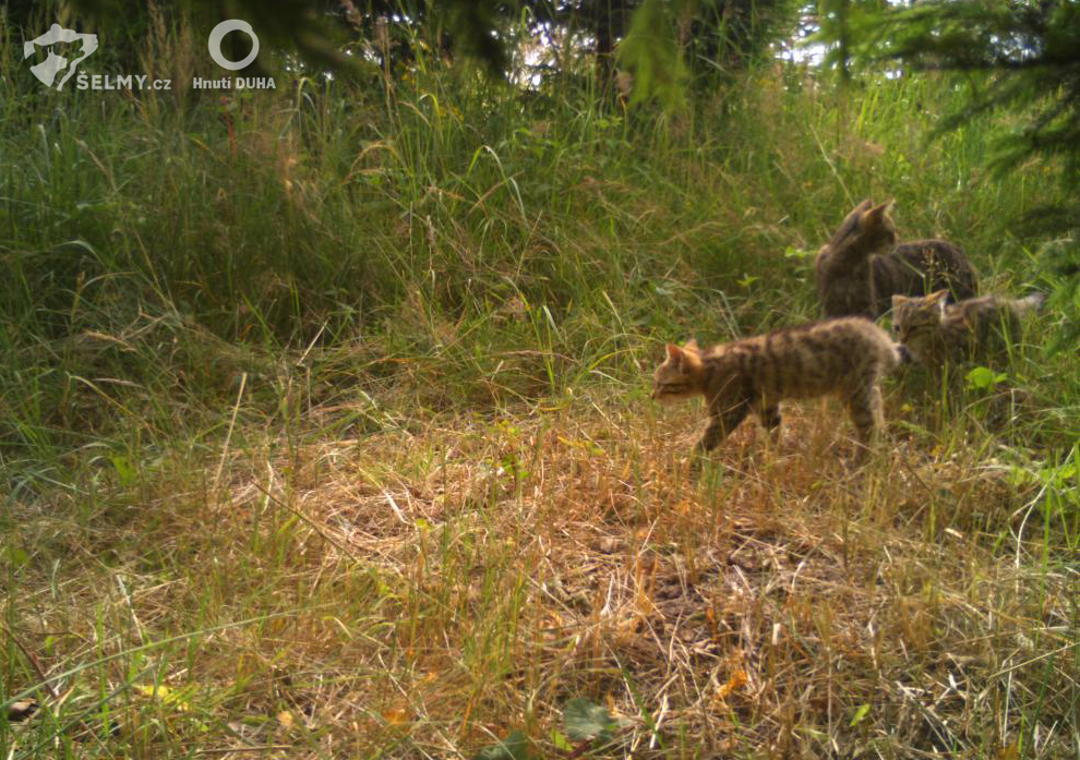 Mačka divá (Felis silvestris)