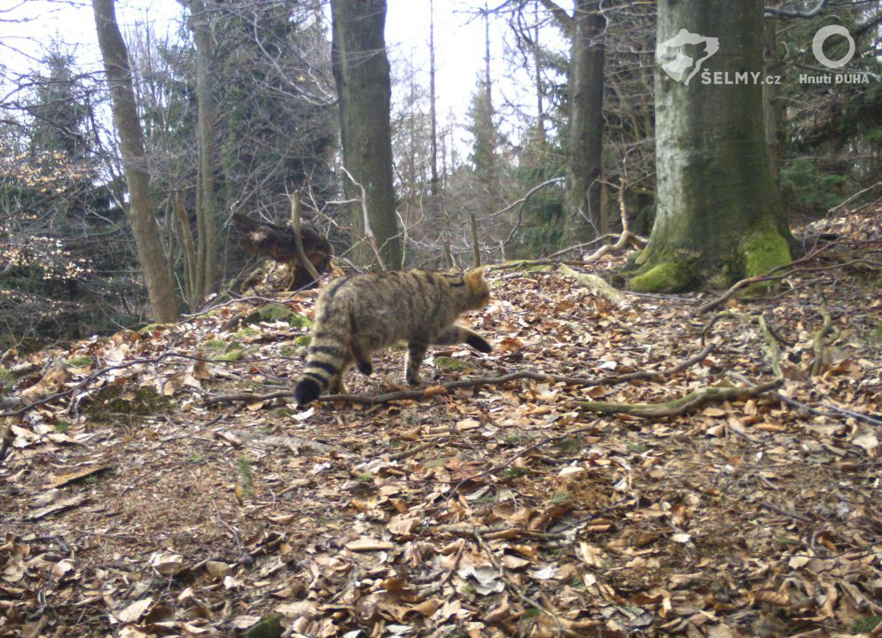 Mačka divá (Felis silvestris)