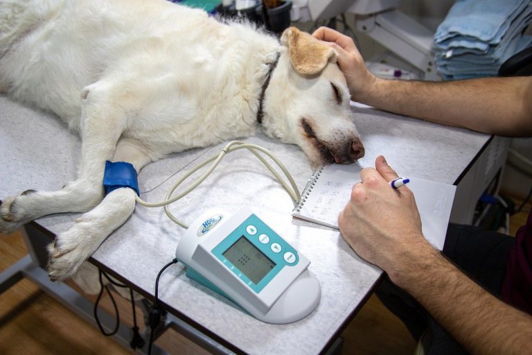 veterinár, zverolekár