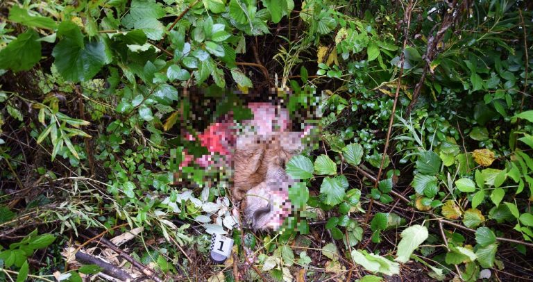 Polícia obvinila troch Poliakov z prečinu pytliactva