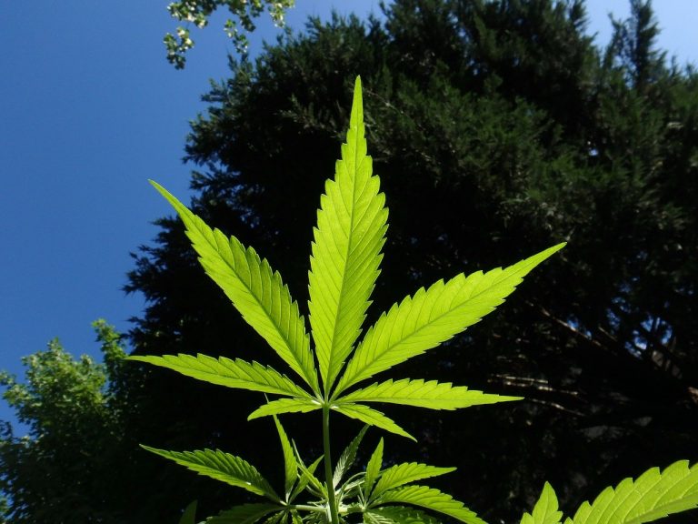 marihuana