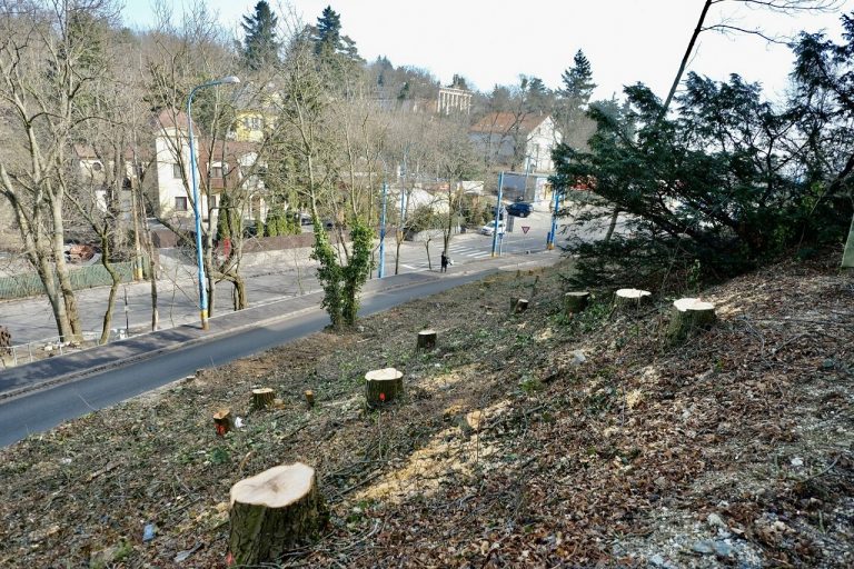 výrub stromov