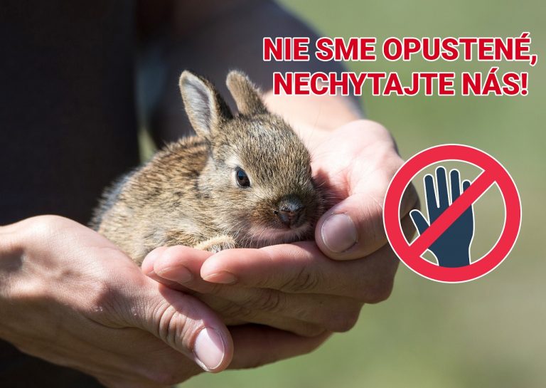 mláďatá