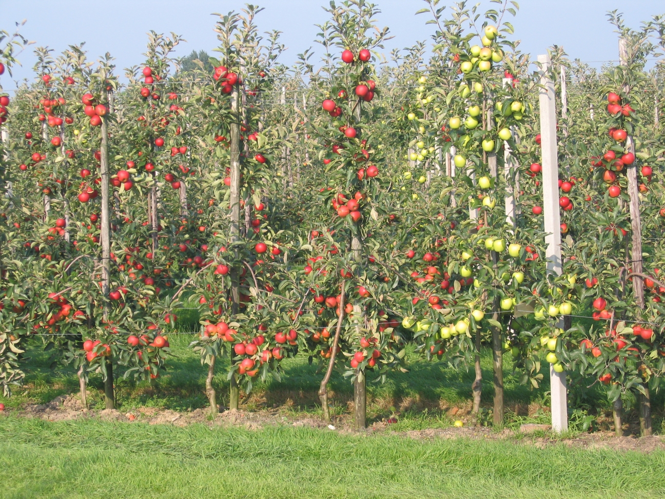 Intensive_apple_orchard