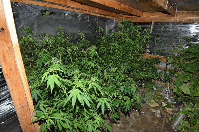 Marihuana
