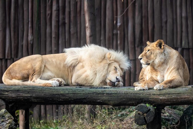 ZOO Bratislava_levy