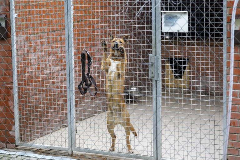 SR Sloboda zvierat Vianoce útulok psy