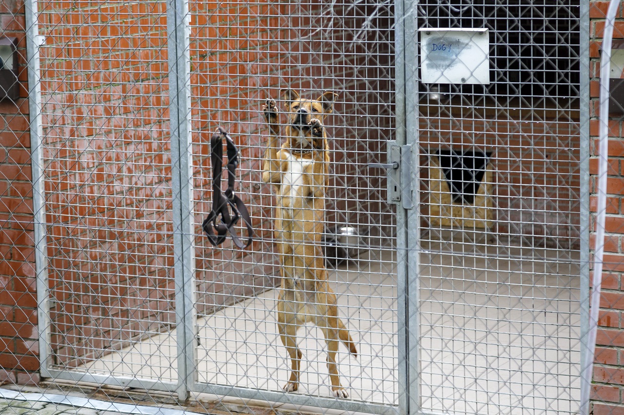 SR Sloboda zvierat Vianoce útulok psy