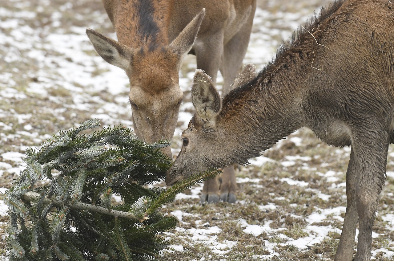 jelenice_zoo