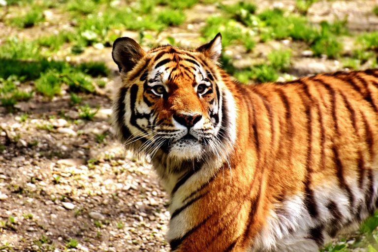 tiger