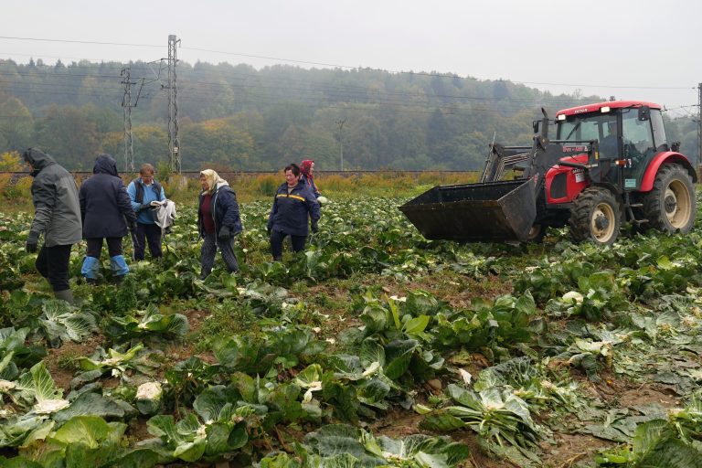 poľnohospodárstvo zber kapusty