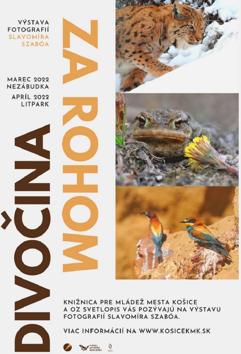 Divočina za rohom