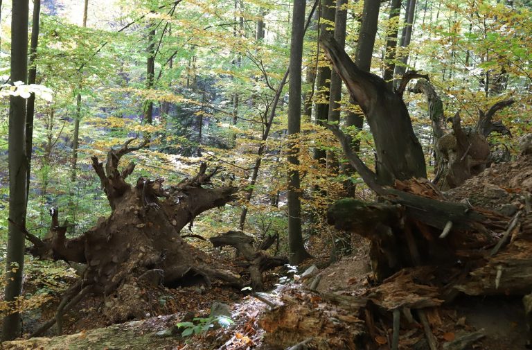 Deň otvorených dverí v Badínskom pralese