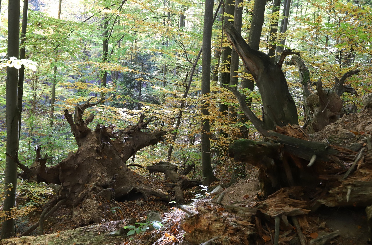Deň otvorených dverí v Badínskom pralese
