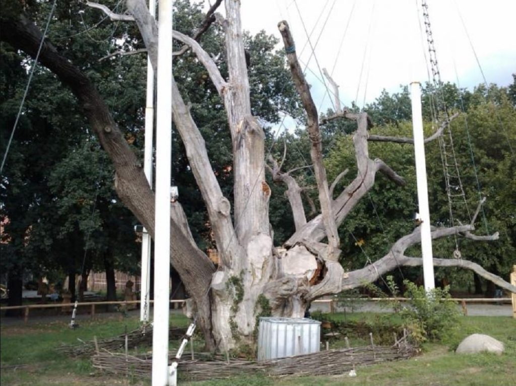 najstarší ukrajinský strom