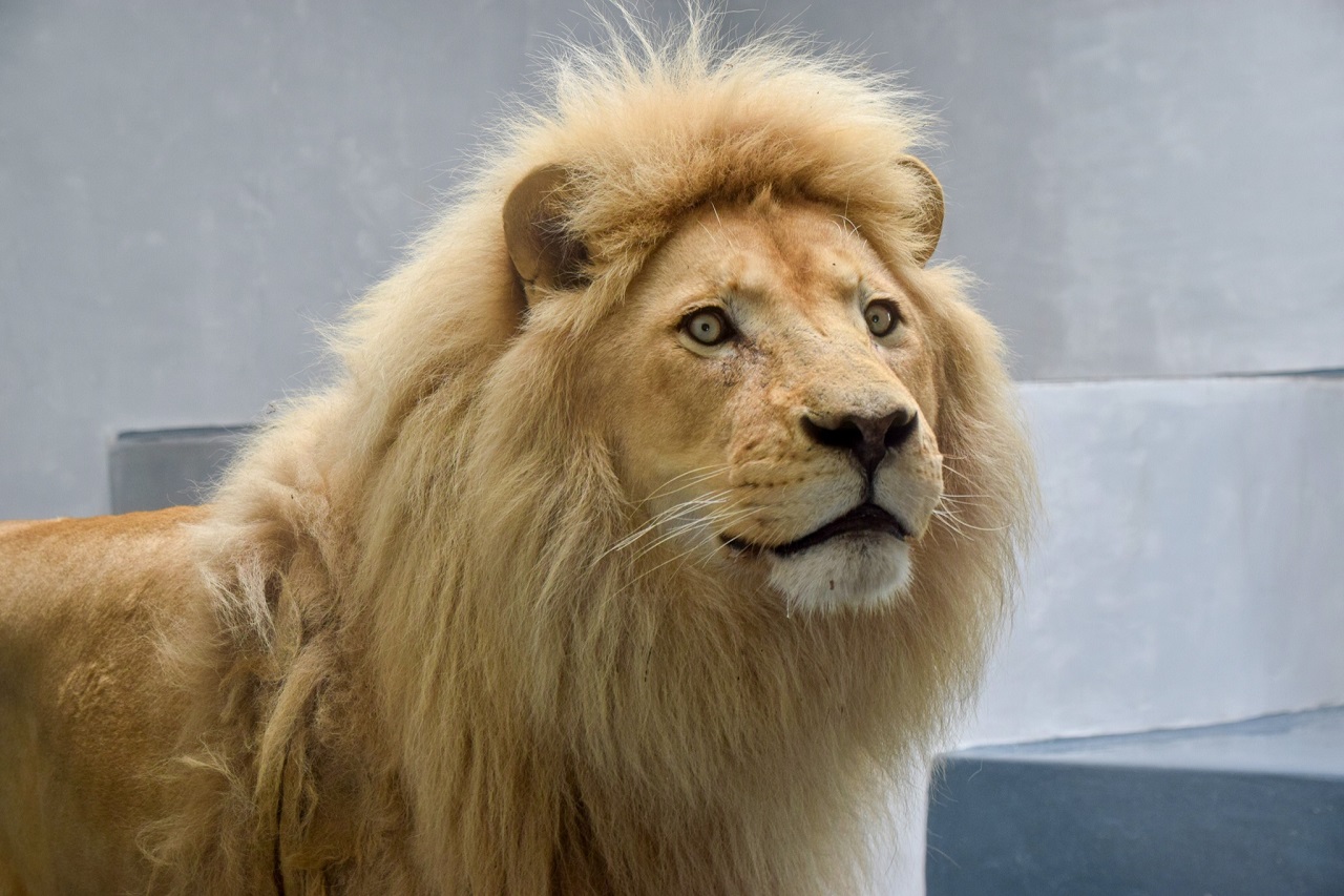 lev juhoafrický Samba