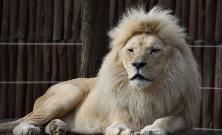 zoo