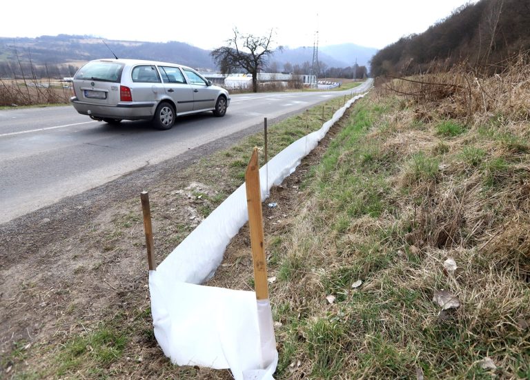 Jarná migrácia žaby zábrany