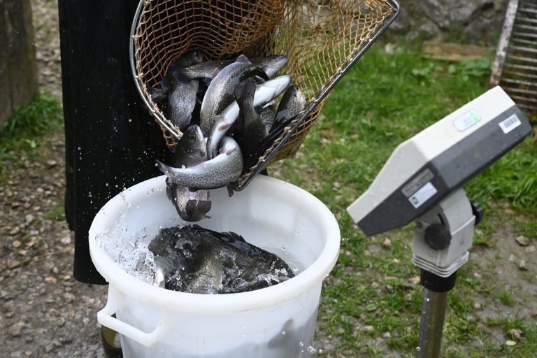 Do pstruhových potokov nasadili takmer 1000 kilogramov pstruhov