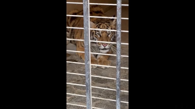 tiger