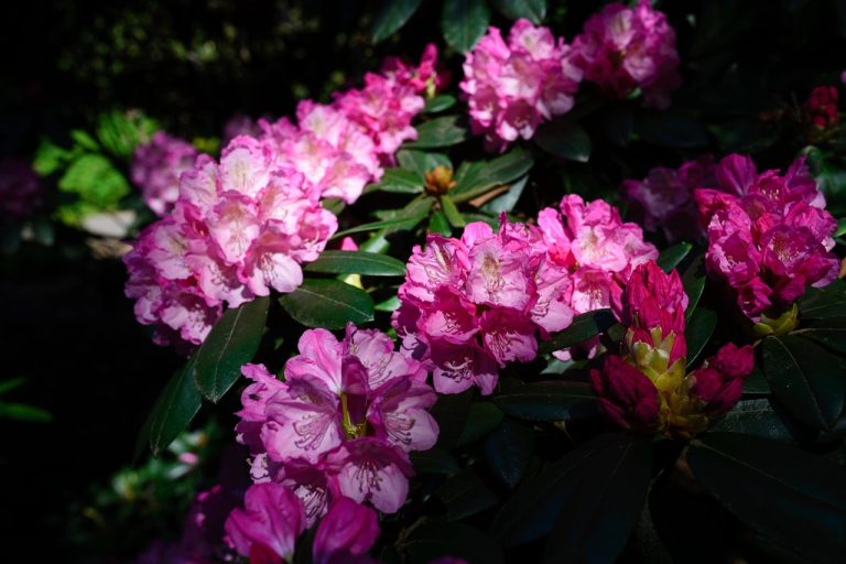 Arborétum rododendron