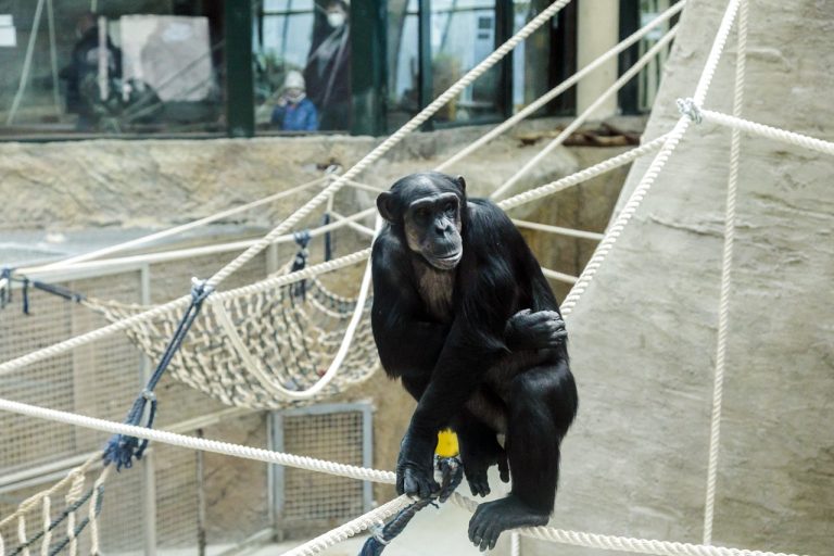 šimpanz učenlivý Bratislava ZOO
