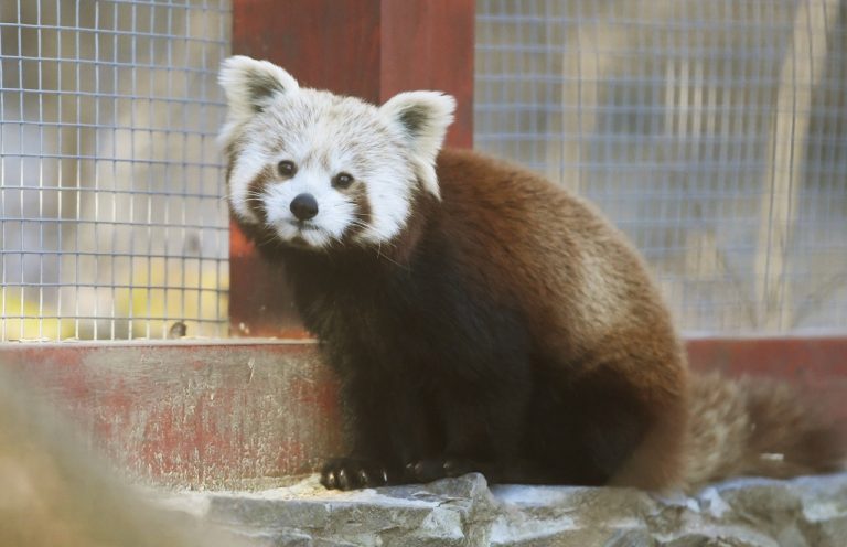 panda červená