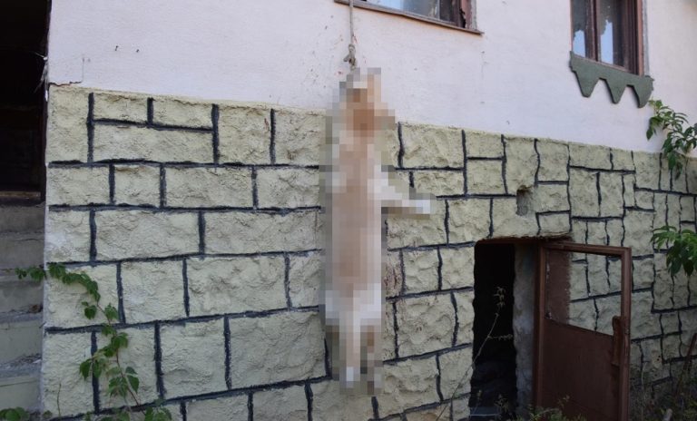 Pes ponechaný bez vody a jedla v rodinnom dome zahynul po skoku z okna