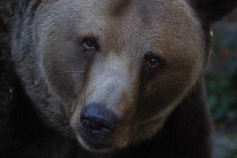 Medveď hnedý (lat. Ursus arctos)