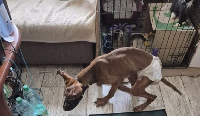 Mužovi a žene hrozí za týranie psa väzenie