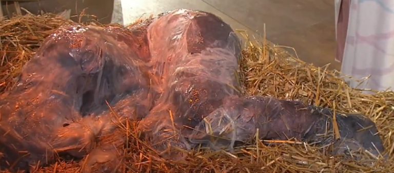 nevkusné zobrazenie živého Krista ako amorfnej kôpky pokrytej slizom