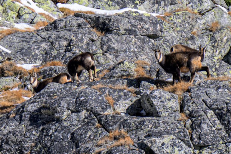 kamzíky vrchovské tatranské