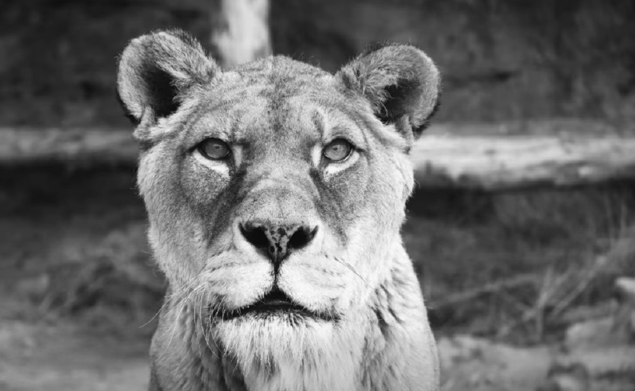 Samica leva berberského Gina