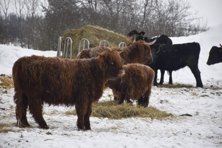 Na snímke kravy plemena Higland a Aberdeen Angus, ktoré chová breznianska mestská farma Brezinky
