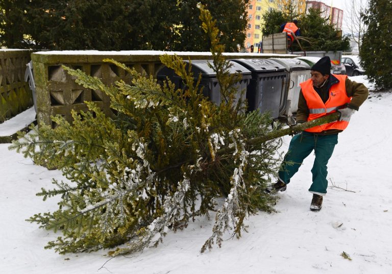 vianočný stromček zber