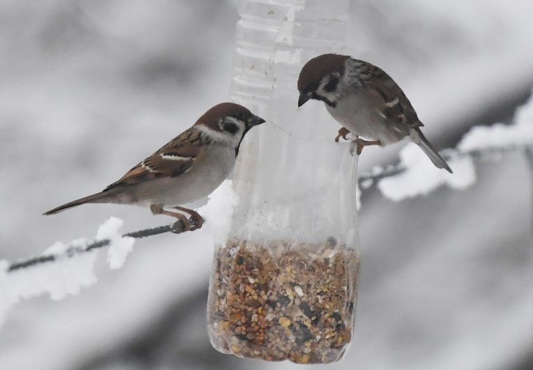 vtáky vrabce kŕmidlo