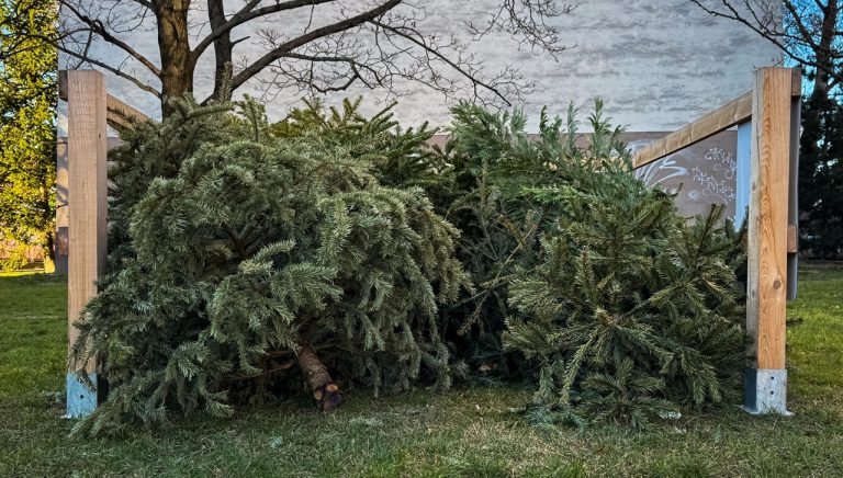 stromčeky-jd2026010519