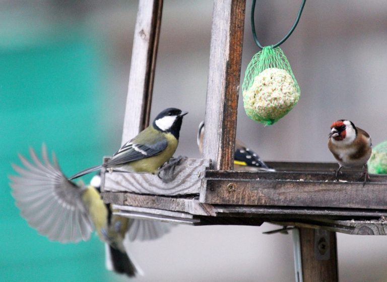 vtáky kŕmidlá-jd2026010910