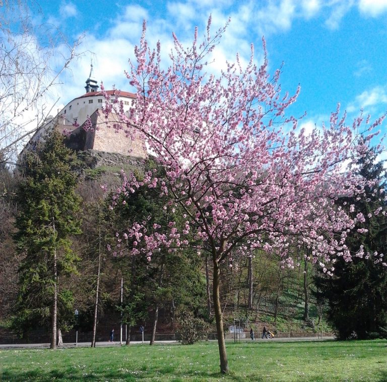 Nitra