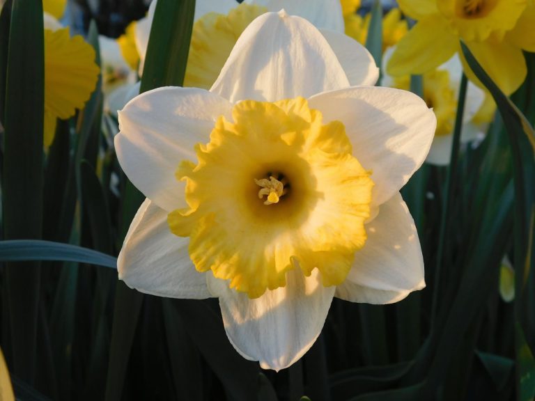 narcis