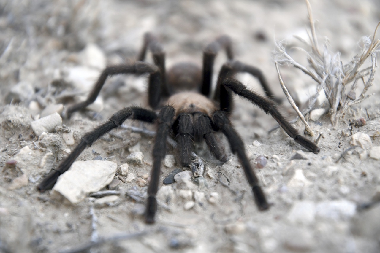 Tarantula-jd2026041716
