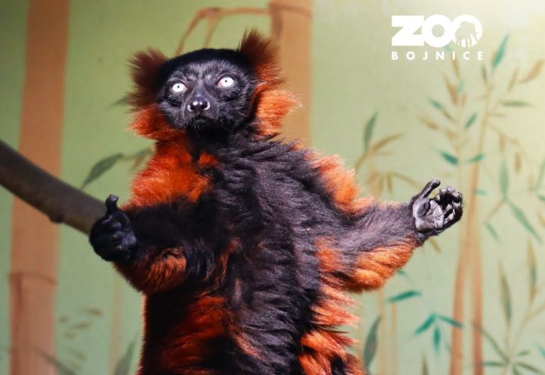 Lemur červený