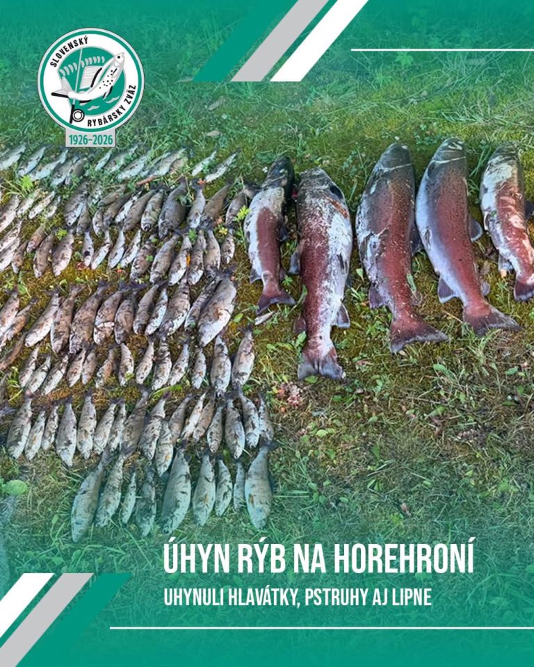uhynuté ryby na rieke Hron