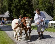 Vychylovka Deň slovenských plemien